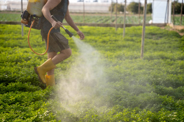 Best Emergency Pest Control  in Ivanhoe, TX