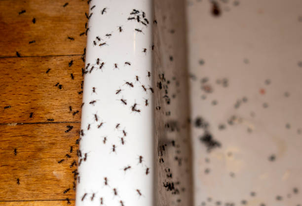 Best Termite Control Services  in Ivanhoe, TX