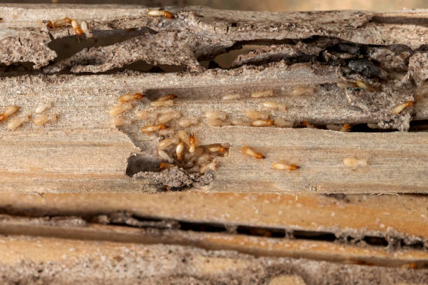 Best Pest Removal Services  in Ivanhoe, TX